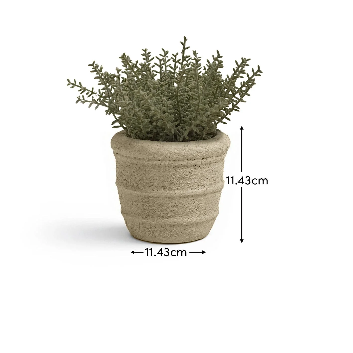 Kew 14cm Sarcandra In Paper Mache Pot - Image 7