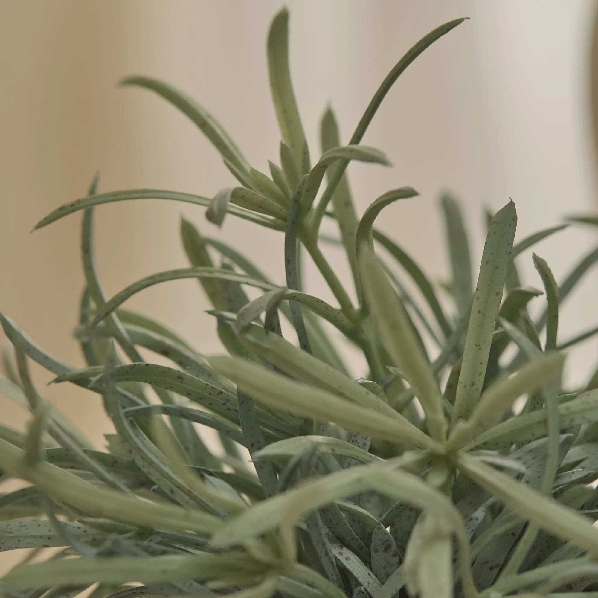 Kew 17cm Acorus Calamus In Ceramic Pot - Image 5