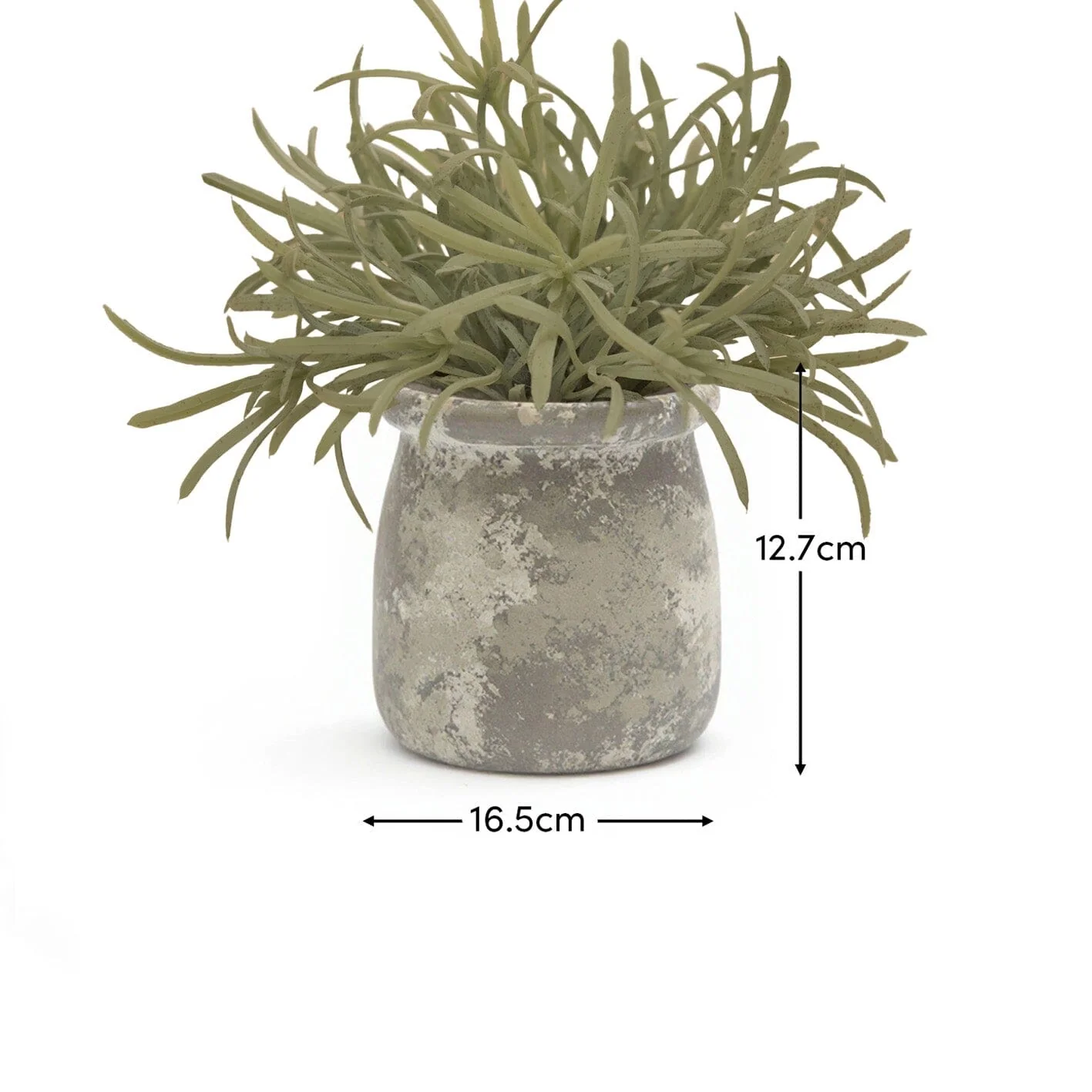 Kew 17cm Acorus Calamus In Ceramic Pot - Image 7